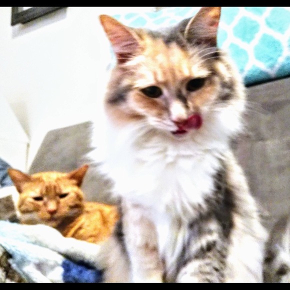 Hi y’all! - Picture 3 of 7